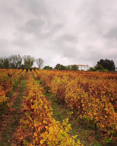 Húmus1 so natural wine Húmus so natural wine