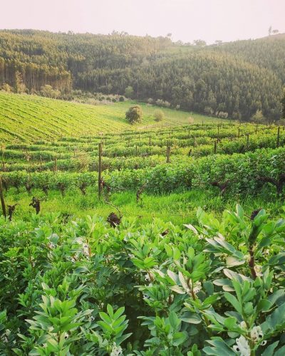 Húmus2 so natural wine Húmus3 so natural wine