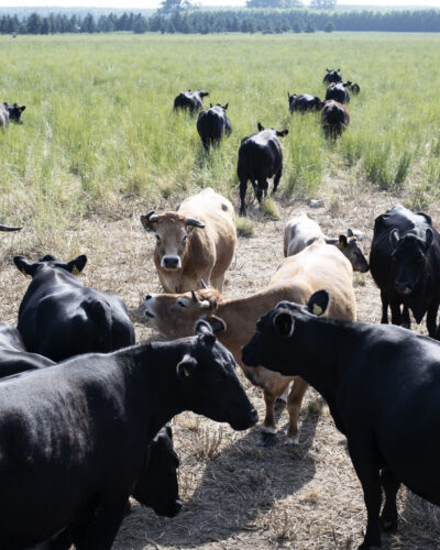 Meinklang1b Meinklang1b