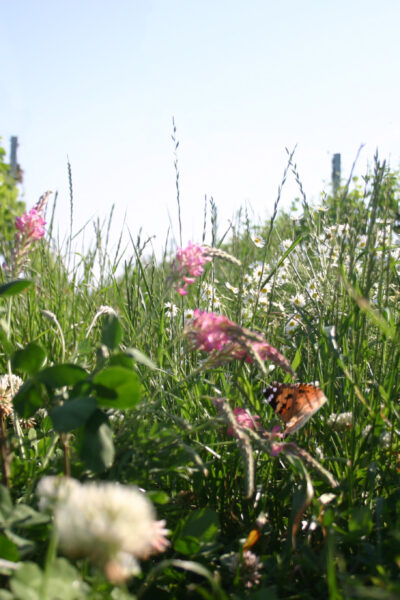 Meinklang4 Meinklang4