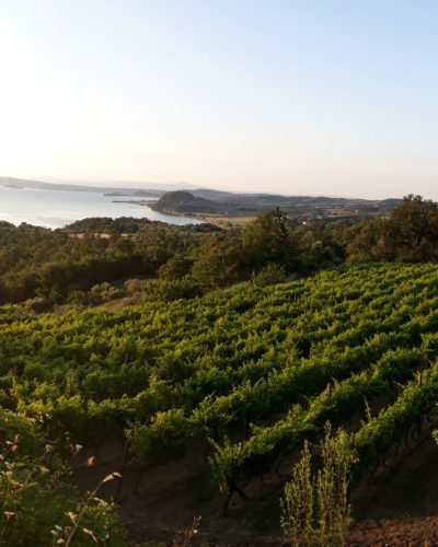 Andrea Occhipinti5 so natural wine Andrea Occhipinti so natural wine