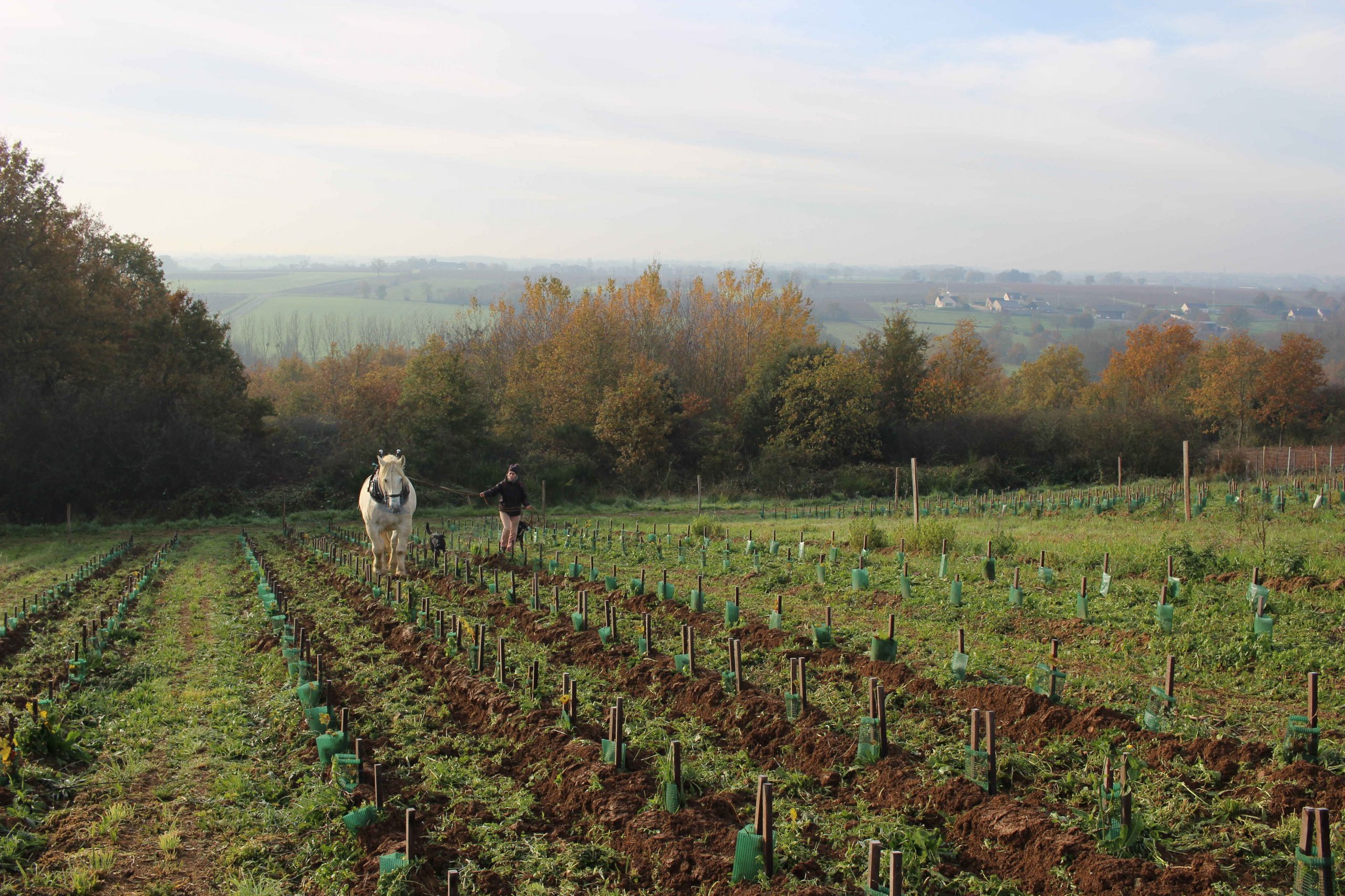 Deboutbertin1 so natural wine Deboutbertin so natural wine