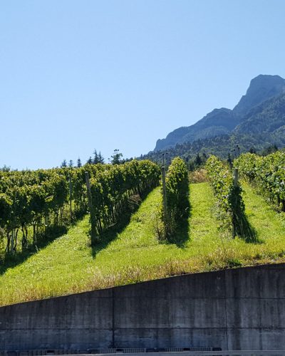 Cantina Furlani1 so natural wine Cantina Furlani so natural wine