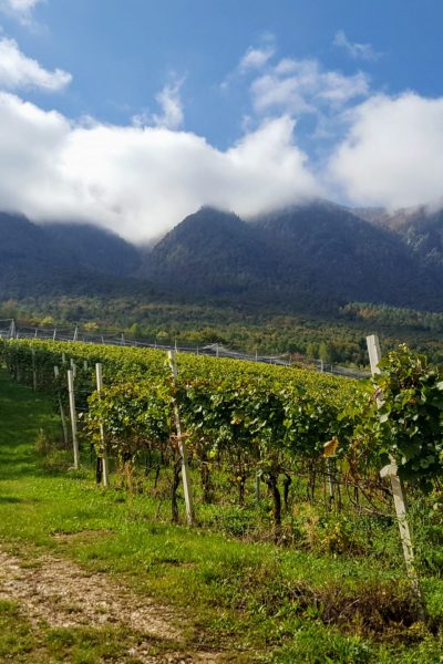 Cantina Furlani2 so natural wine Cantina Furlani so natural wine