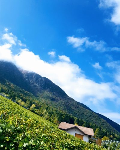 Cantina Furlani3 so natural wine Cantina Furlani so natural wine