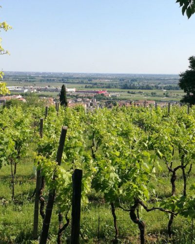 Il Roccolo di Monticelli5 so natural wine Il Roccolo di Monticelli so natural wine