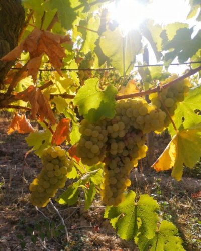 Xavier Marchais1 so natural wine Xavier Marchais so natural wine