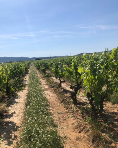 Bodega Clandestina5 Bodega Clandestina5