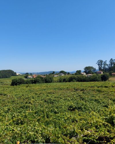 Constantina9 Constantina9