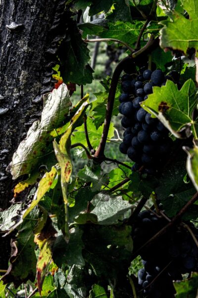 Gian Luca Colombo 5 Gian Luca Colombo 5