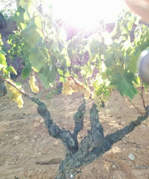 Celler Sanromà 2 Celler Sanromà 2