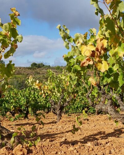 Celler Sanromà 3 Celler Sanromà 3