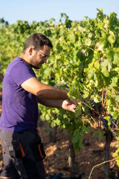 Celler Sanromà 7 Celler Sanromà 7