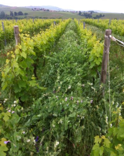 Fabien Forest 3 Fabien Forest 3