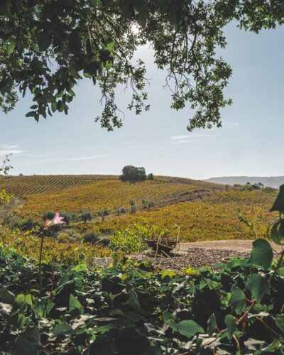 Quinta do Olival da Murta - Vineyard 4-min Quinta do Olival da Murta - Vineyard 4-min