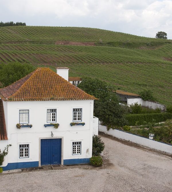 Quinta do Olival da Murta - Vineyard + House-min Quinta do Olival da Murta - Vineyard + House-min