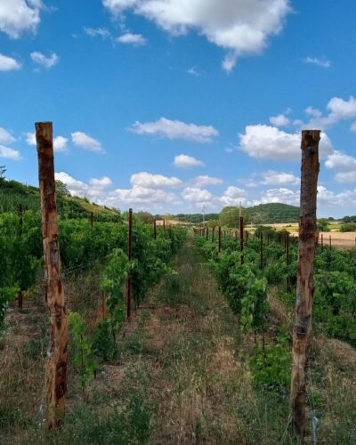 cantina ortaccio vines cantina ortaccio vines