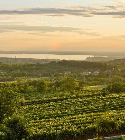 Zidarich vinhas Zidarich vinhas