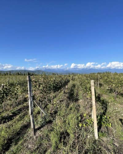 Andrias Gvino 6 Andrias Gvino 6