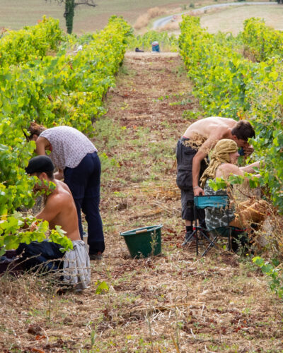 Domaine Gayrard 1 Domaine Gayrard 1