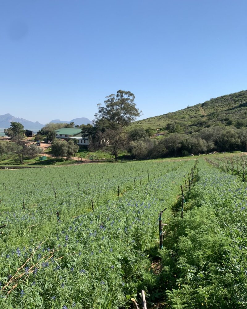Testalonga - Bandits Kloof cover crop, Grenache Testalonga - Bandits Kloof cover crop, Grenache