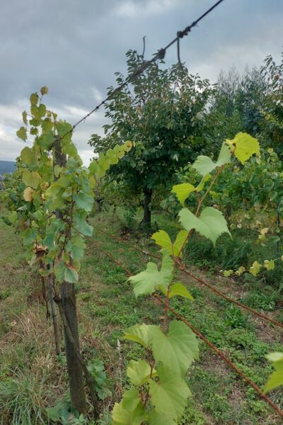 natwine-aficionados-divin(h)o-1 natwine-aficionados-divin(h)o-1