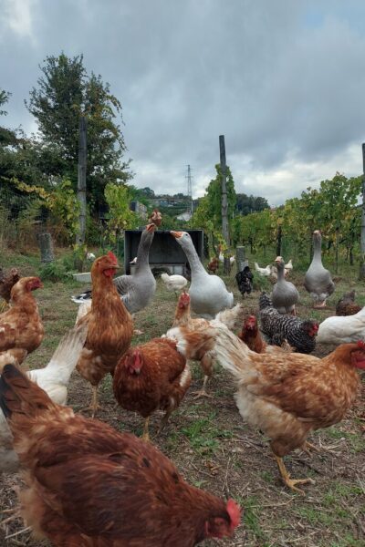 natwine-aficionados-divin(h)o-2 natwine-aficionados-divin(h)o-2