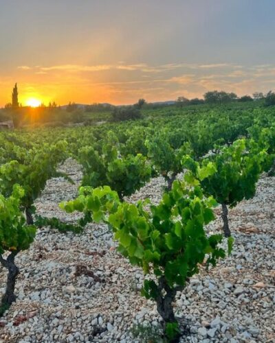 natwine-aficionados-le-petit-gimios-3 natwine-aficionados-le-petit-gimios-3